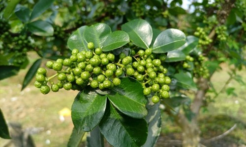 洛神花桑葚玫瑰茶功效-玫瑰茶功效网蒲公英茯苓玫瑰茶功效知识网站,分享桑葚黑枸杞玫瑰茶功效大全